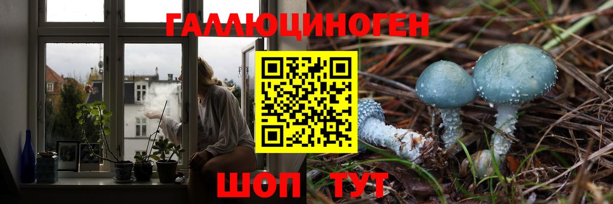 Галлюциногенные грибы Psilocybine cubensis  Шумерля  Псилоцибиновые грибы мицелий 